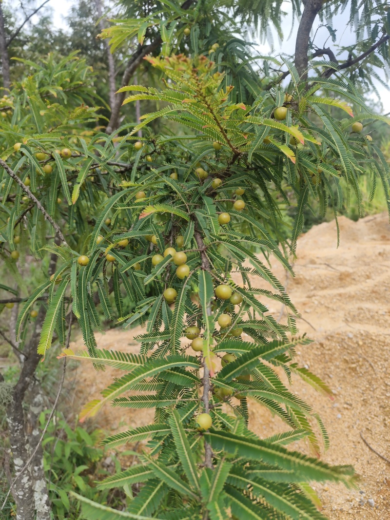 2025滇橄榄，(余甘子，油甘果）大量工厂榨汁，新鲜上市