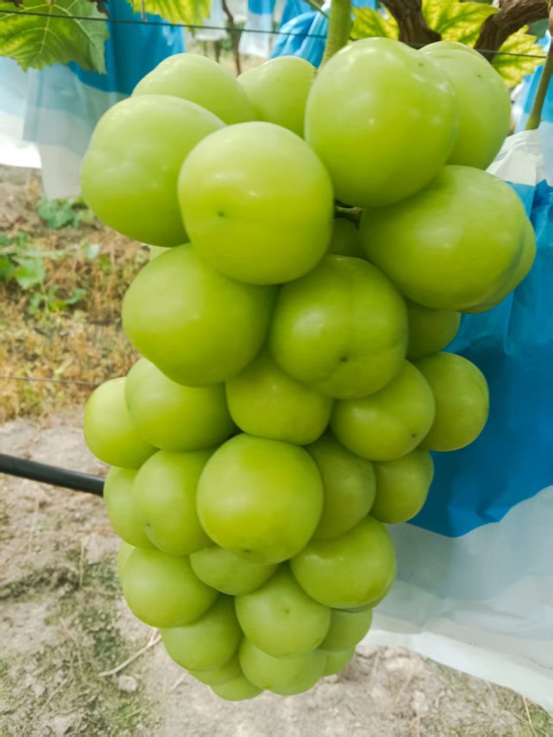 资源中峰红提，中峰葡萄好吃。