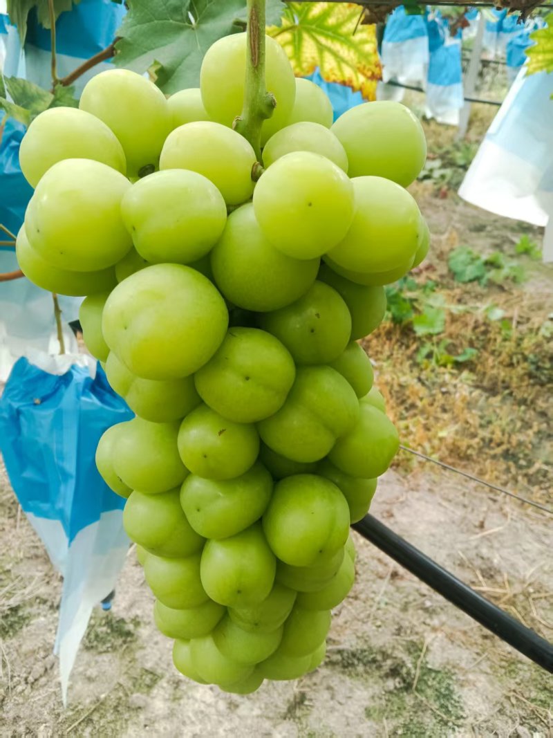 资源中峰红提，中峰葡萄好吃。