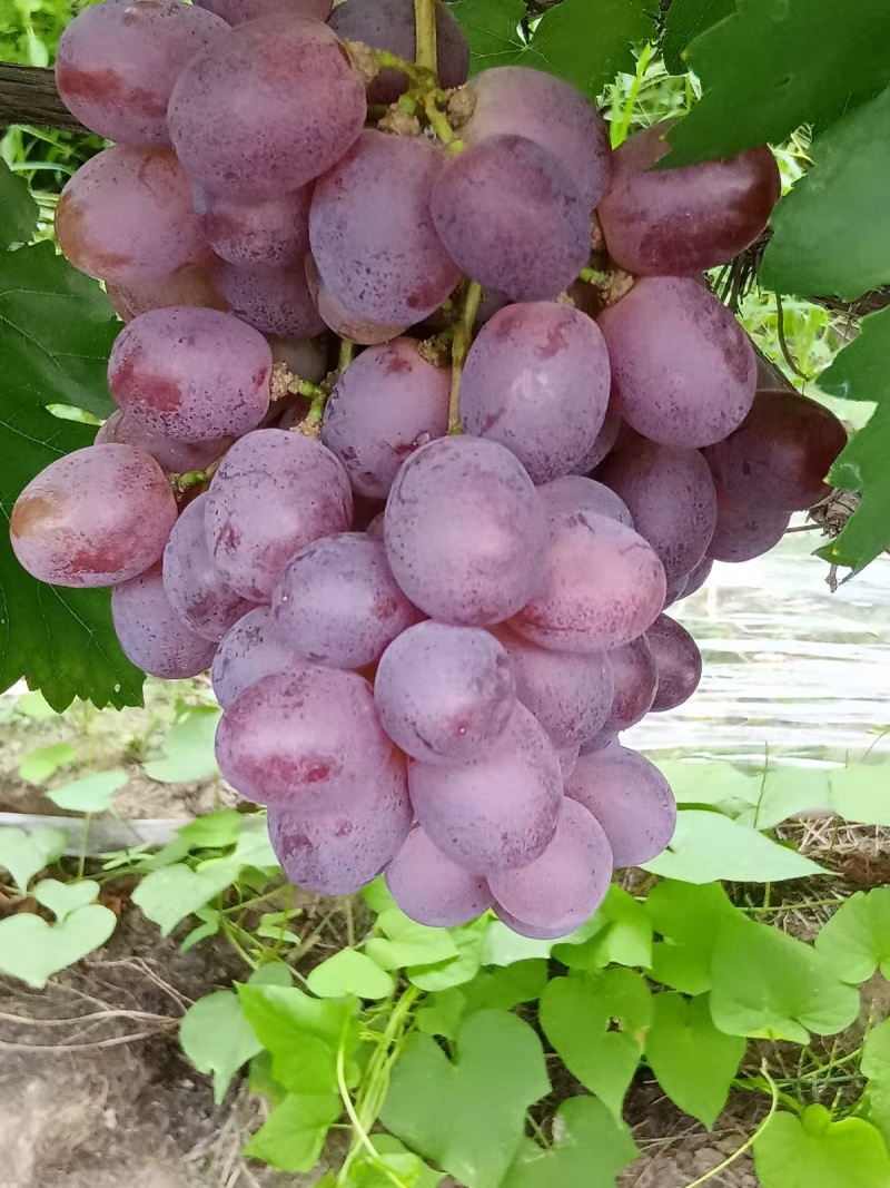 资源中峰红提，中峰葡萄好吃。