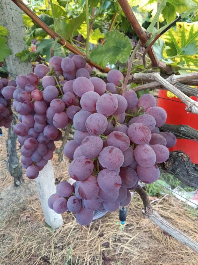 资源中峰红提，中峰葡萄好吃。