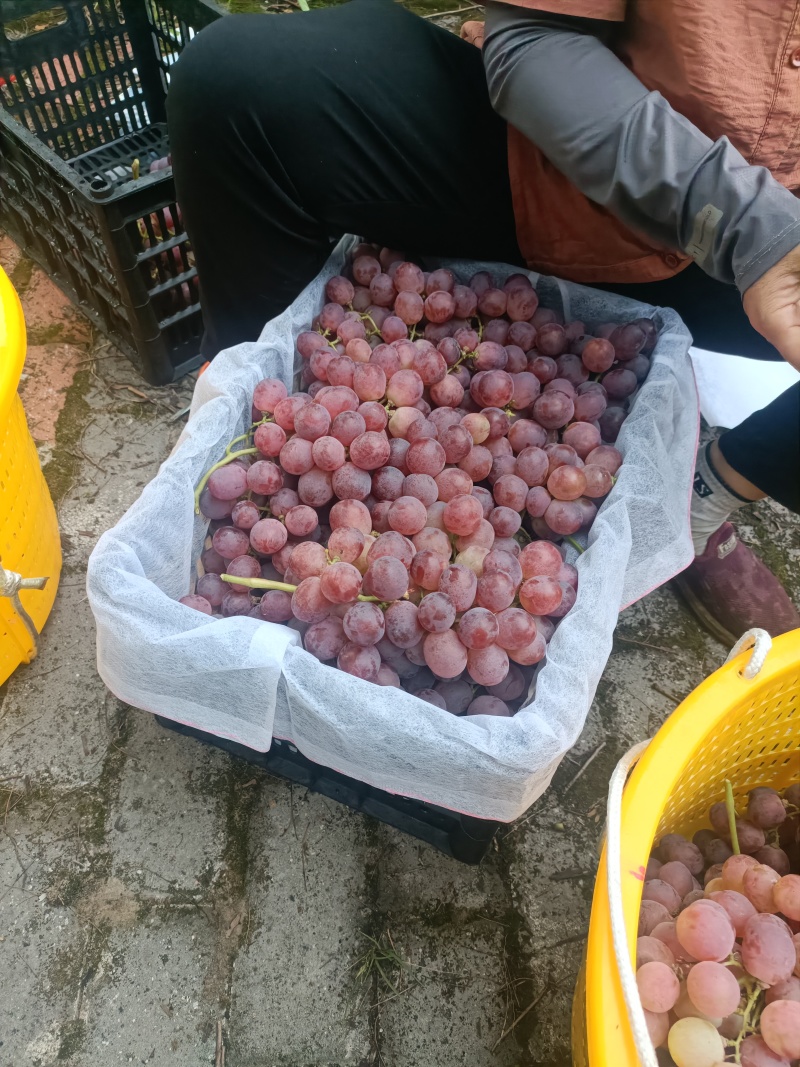 资源中峰红提，中峰葡萄好吃。