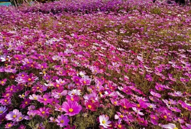 波斯菊&格桑花耐寒耐旱易生存