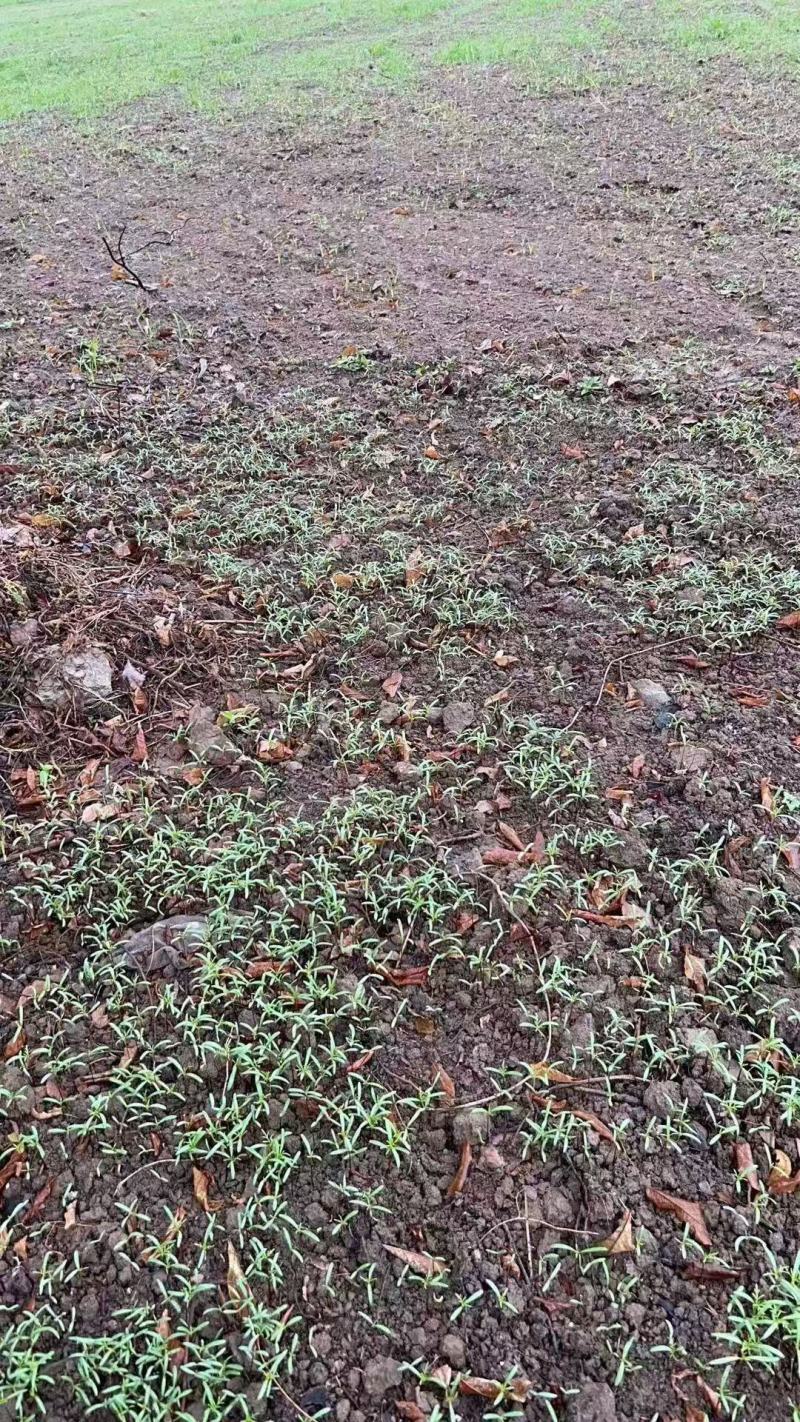波斯菊&格桑花耐寒耐旱易生存