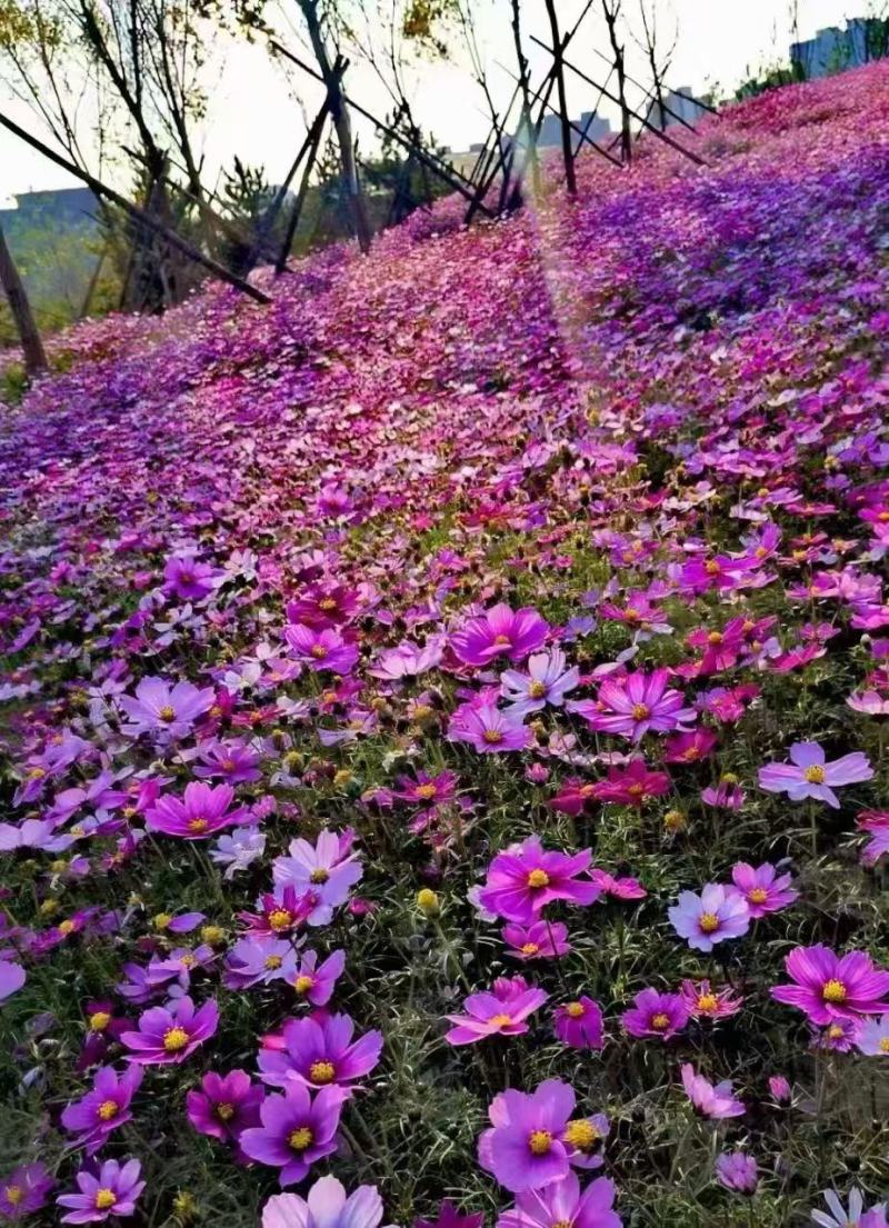 波斯菊&格桑花耐寒耐旱易生存