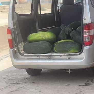 黑皮冬瓜
