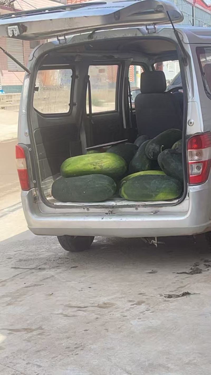 黑皮冬瓜