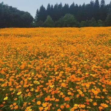 硫化菊种子黄波斯菊花种子硫华菊种子四季易种庭院