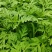 硫化菊种子黄波斯菊花种子硫华菊种子四季易种庭院