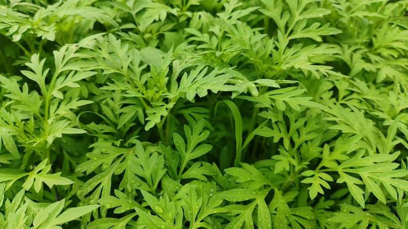 硫化菊种子黄波斯菊花种子硫华菊种子四季易种庭院