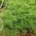 硫化菊种子黄波斯菊花种子硫华菊种子四季易种庭院