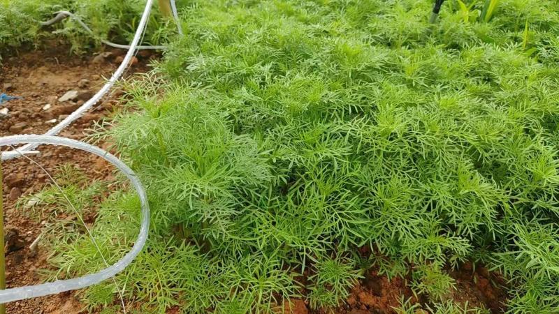 硫化菊种子黄波斯菊花种子硫华菊种子四季易种庭院