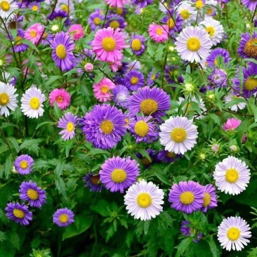 混色翠菊种子菊花种子阳台庭院盆栽花耐寒花卉种