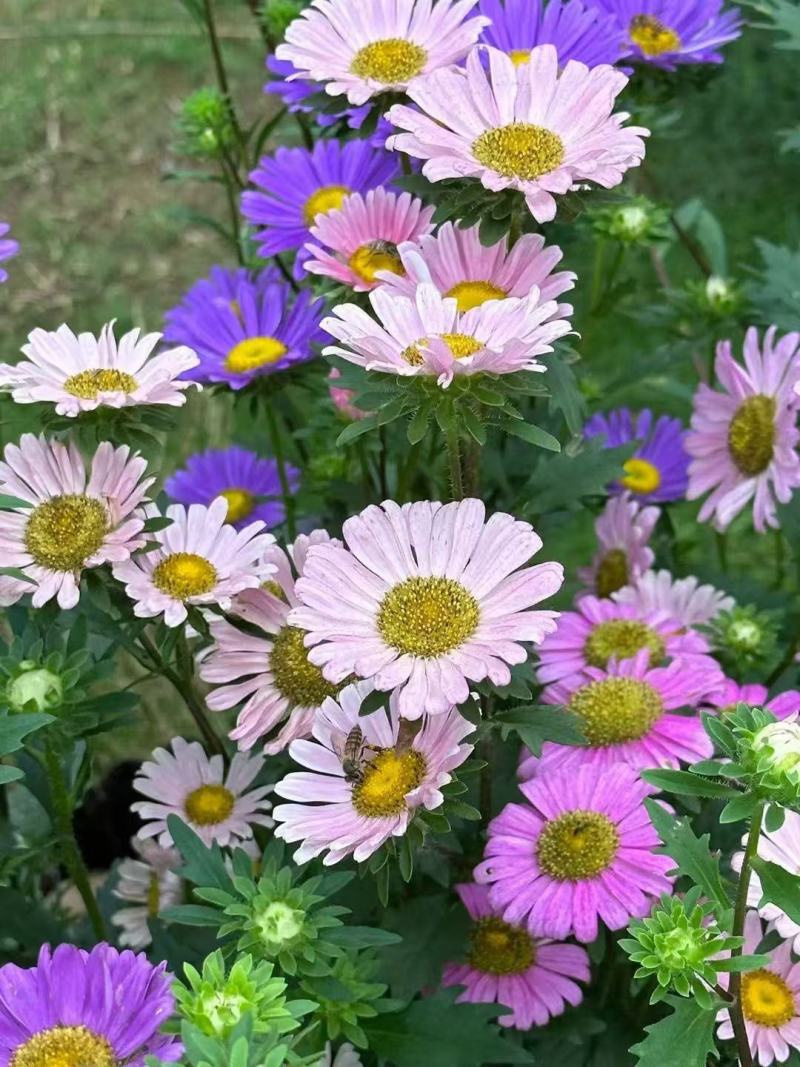 混色翠菊种子菊花种子阳台庭院盆栽花耐寒花卉种