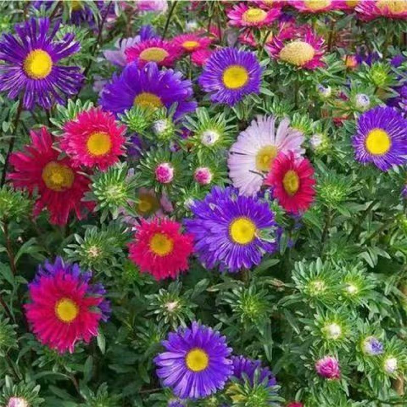混色翠菊种子菊花种子阳台庭院盆栽花耐寒花卉种