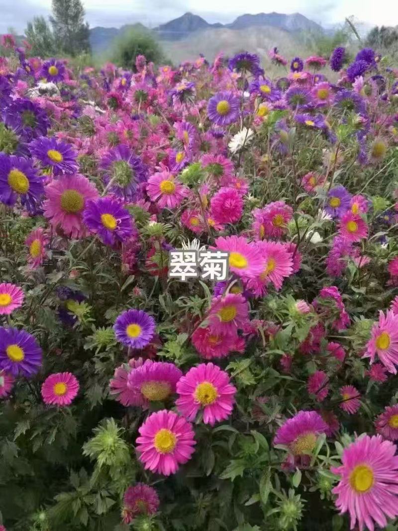 混色翠菊种子菊花种子阳台庭院盆栽花耐寒花卉种
