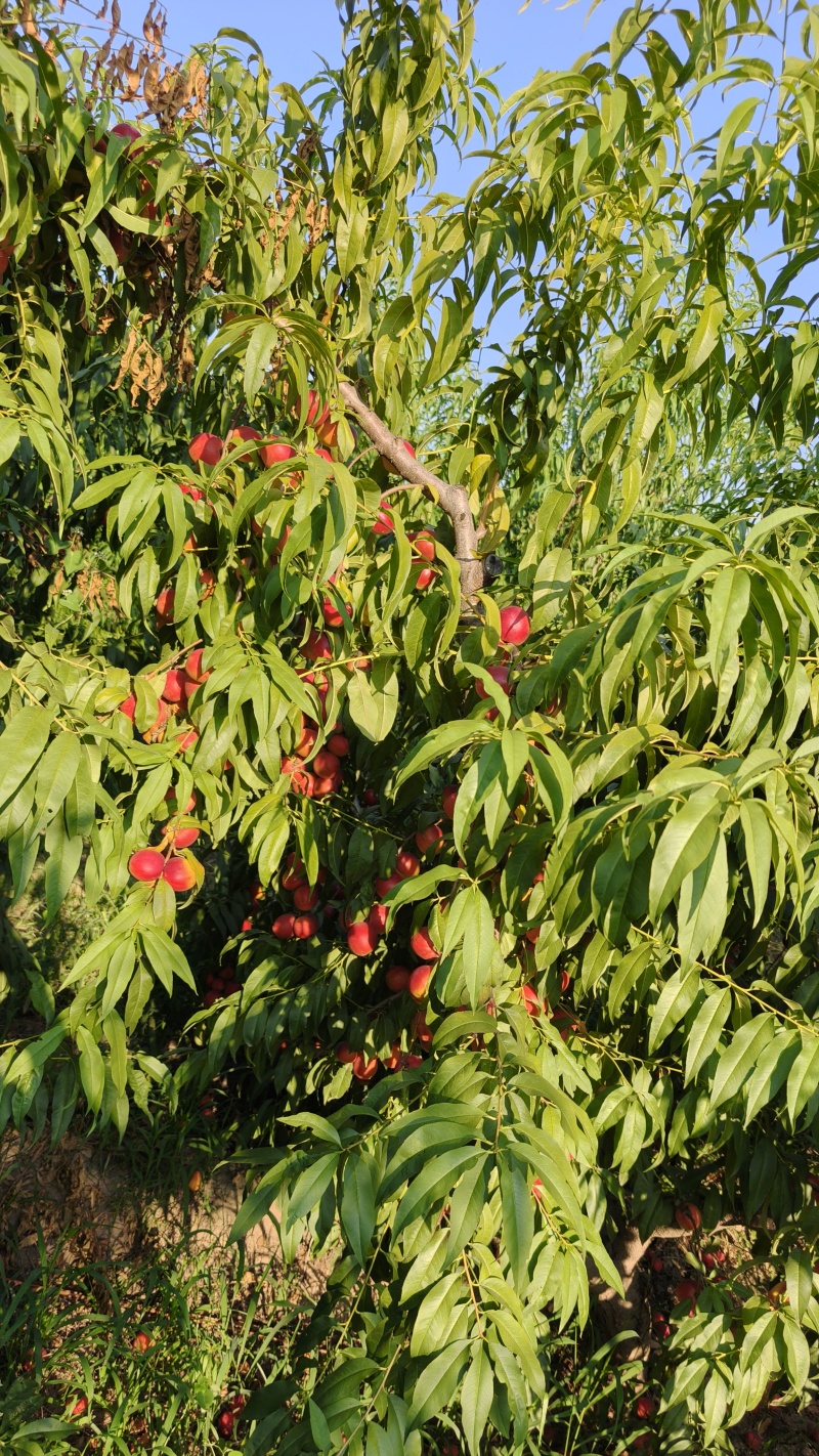【实力供货】珍珠枣油桃山西桃子量大从优代发全国