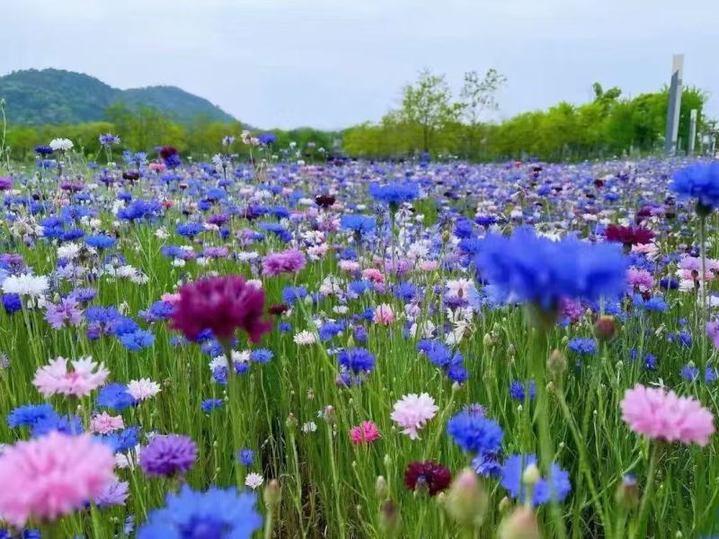 矢车菊种子四季花籽绿化耐寒花种种植阳台庭院室外盆栽种籽易