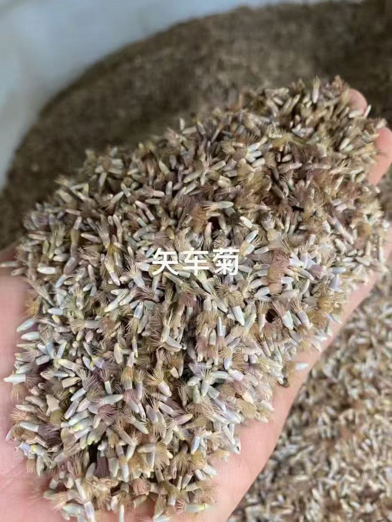 矢车菊种子四季花籽绿化耐寒花种种植阳台庭院室外盆栽种籽易