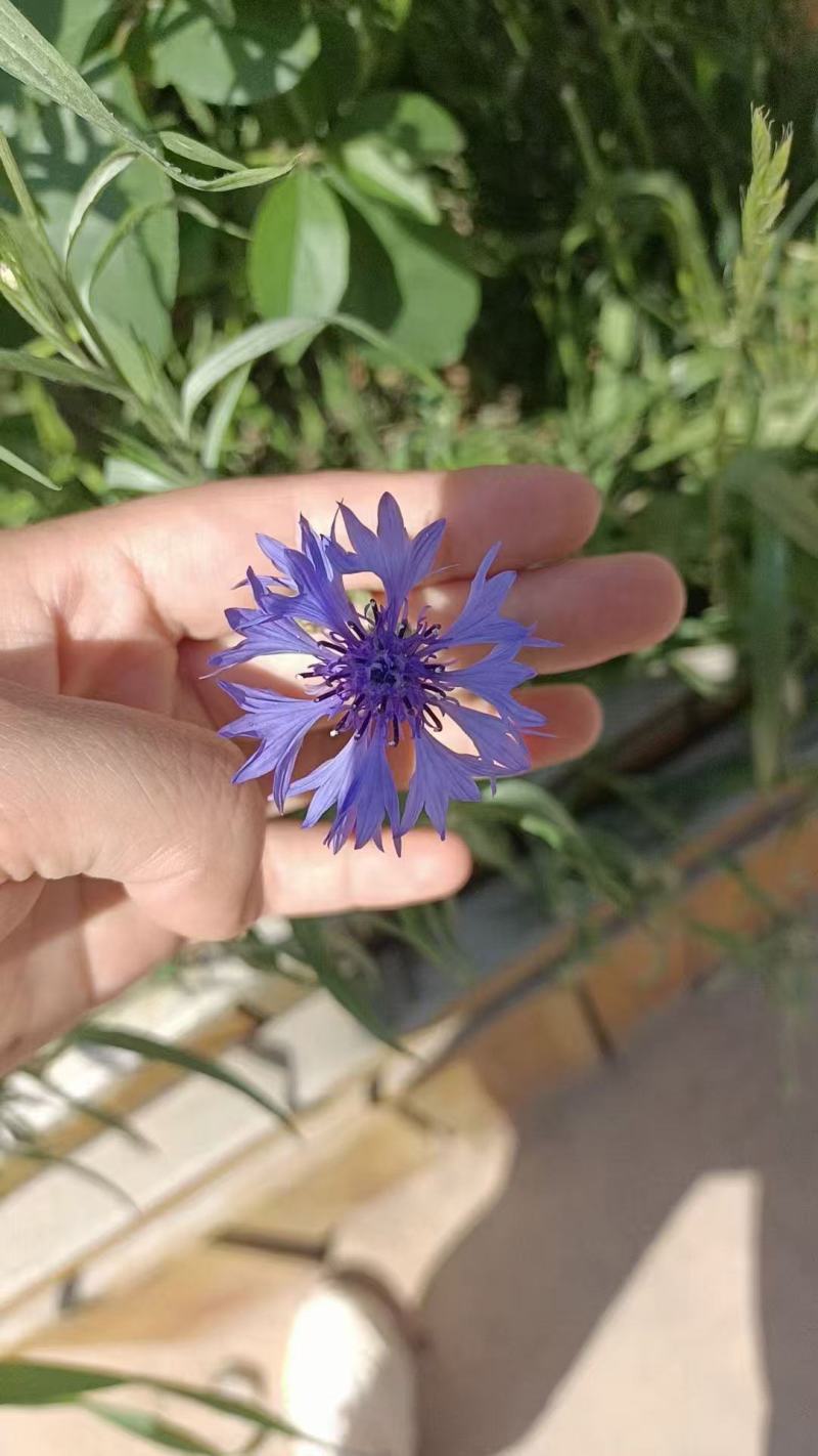 矢车菊种子四季花籽绿化耐寒花种种植阳台庭院室外盆栽种籽易