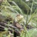 山旮旯里的百药花土蜂蜜（野蜂蜜）