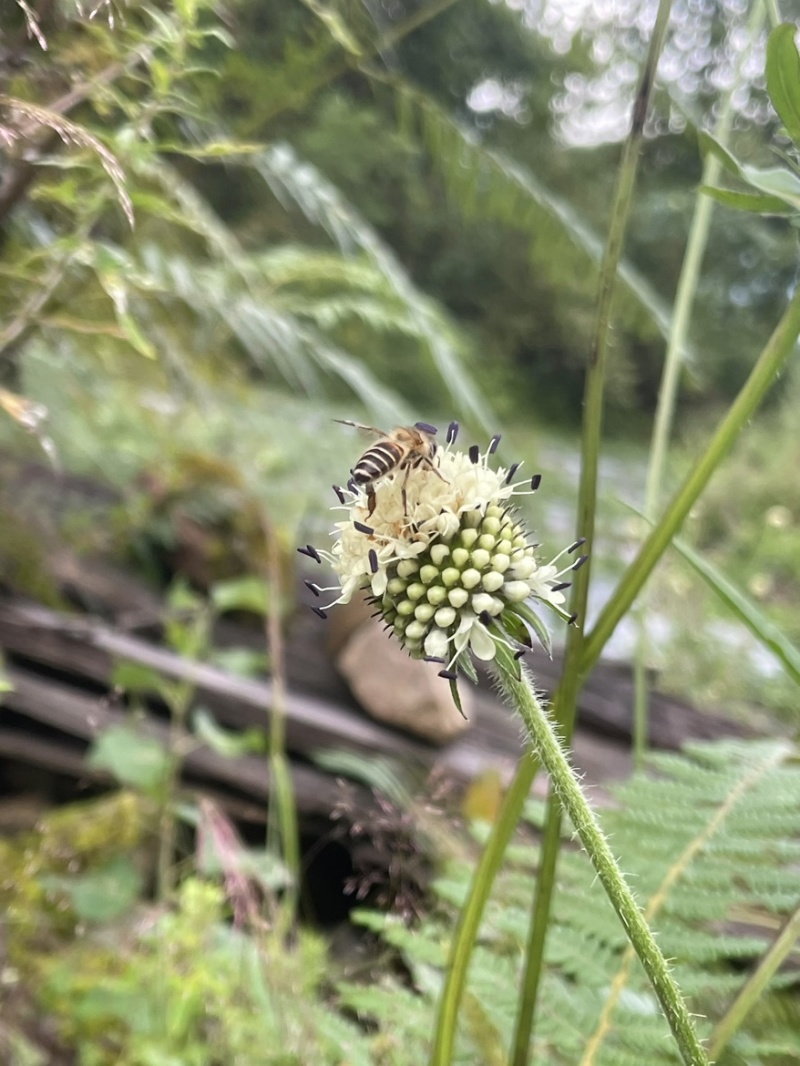 山旮旯里的百药花土蜂蜜（野蜂蜜）