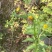 山旮旯里的百药花土蜂蜜（野蜂蜜）