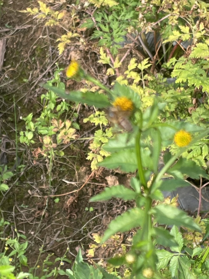 山旮旯里的百药花土蜂蜜（野蜂蜜）