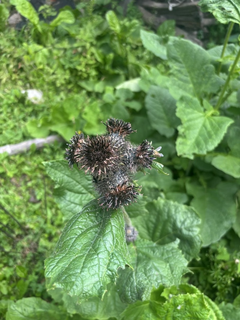 山旮旯里的百药花土蜂蜜（野蜂蜜）