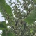 山旮旯里的百药花土蜂蜜（野蜂蜜）