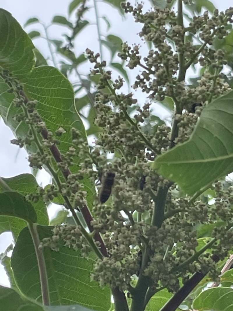 山旮旯里的百药花土蜂蜜（野蜂蜜）