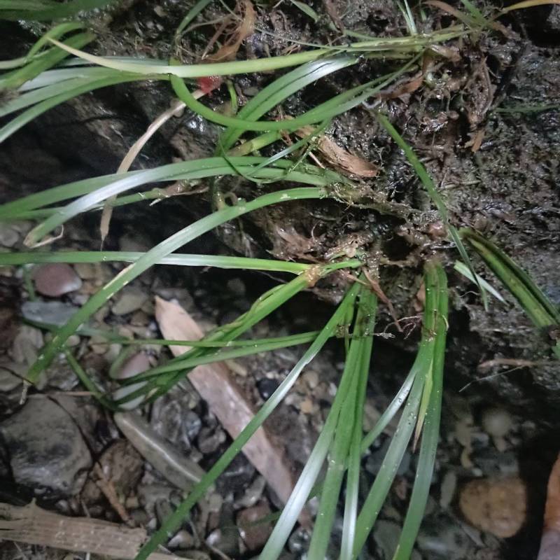 石菖蒲苗
