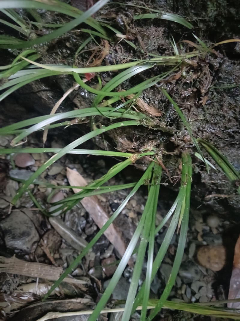 石菖蒲苗