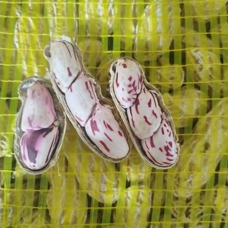七彩花生源头货源！鲜花生、干花生、花生米批量供应