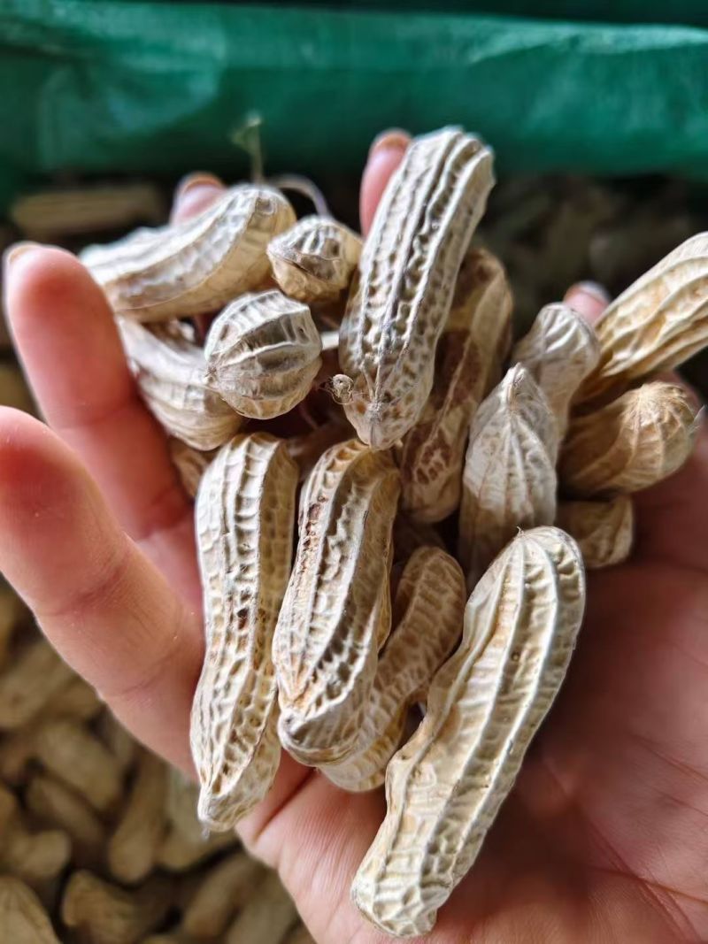 七彩花生源头货源！鲜花生、干花生、花生米批量供应