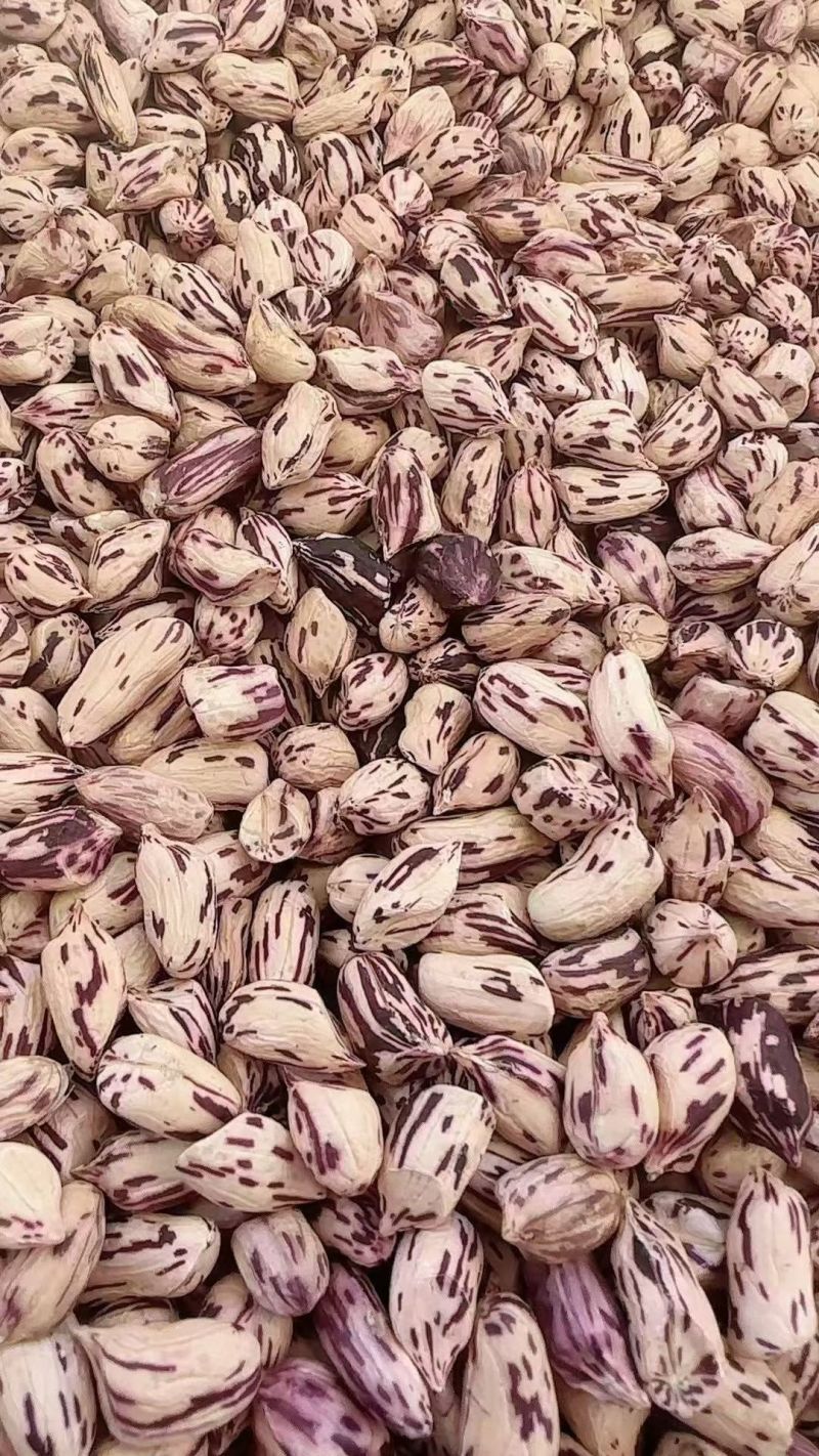 七彩花生源头货源！鲜花生、干花生、花生米批量供应