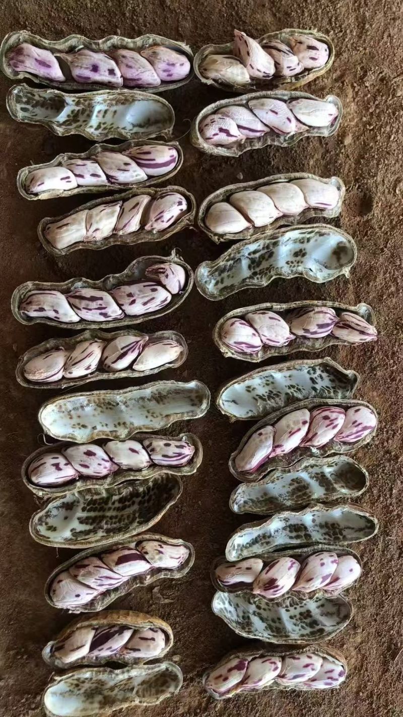 七彩花生源头货源！鲜花生、干花生、花生米批量供应