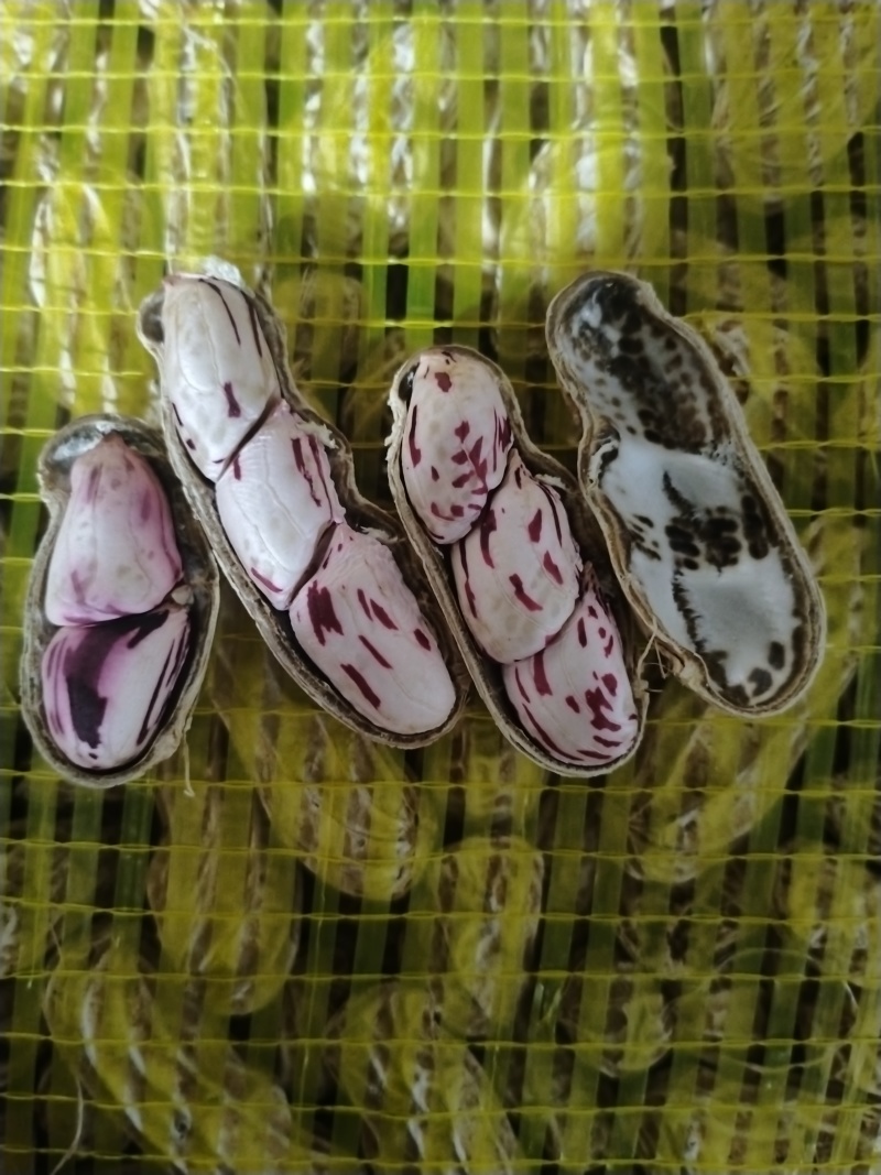 七彩花生源头货源！鲜花生、干花生、花生米批量供应