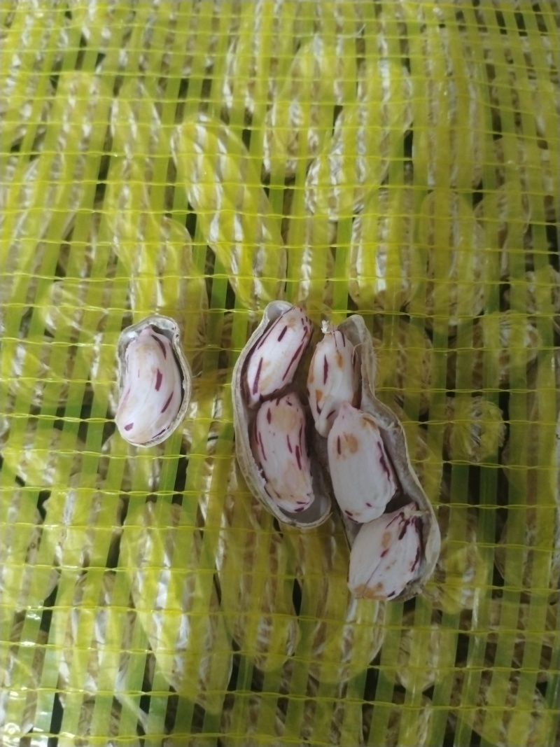七彩花生源头货源！鲜花生、干花生、花生米批量供应