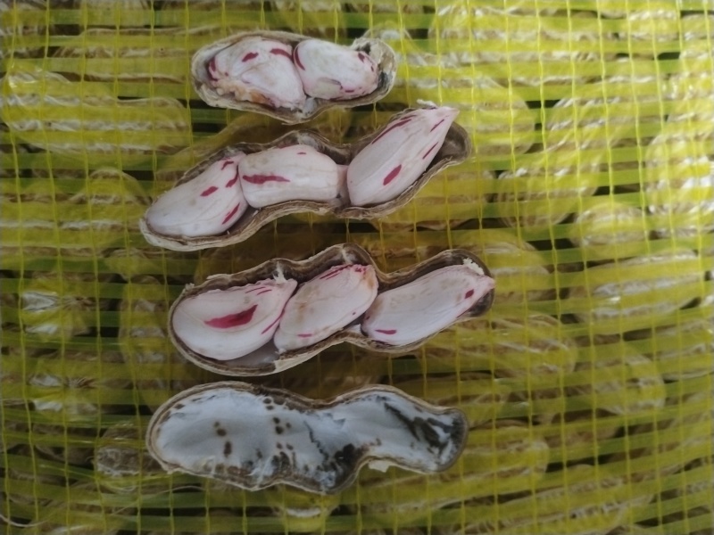 七彩花生源头货源！鲜花生、干花生、花生米批量供应
