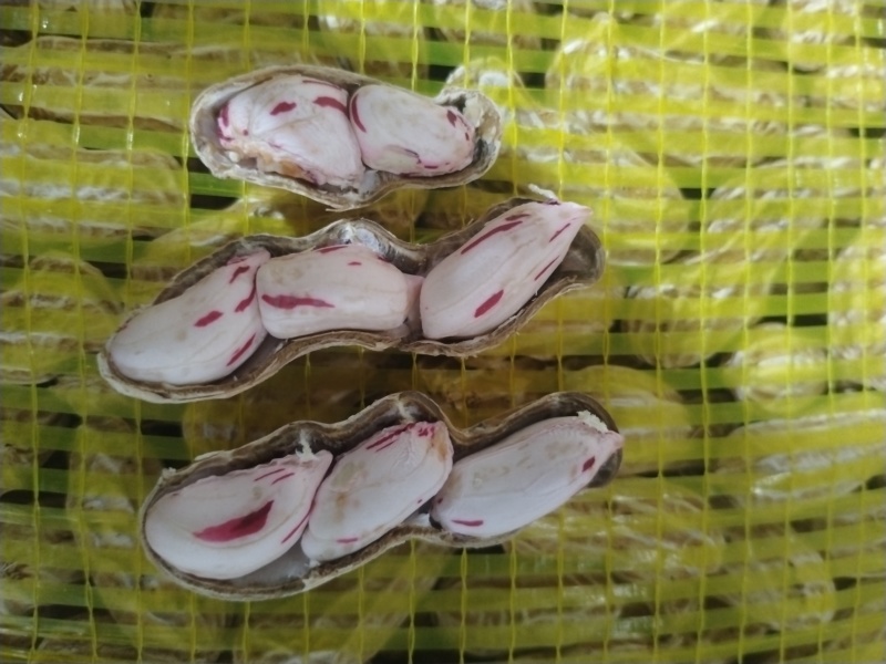 七彩花生源头货源！鲜花生、干花生、花生米批量供应