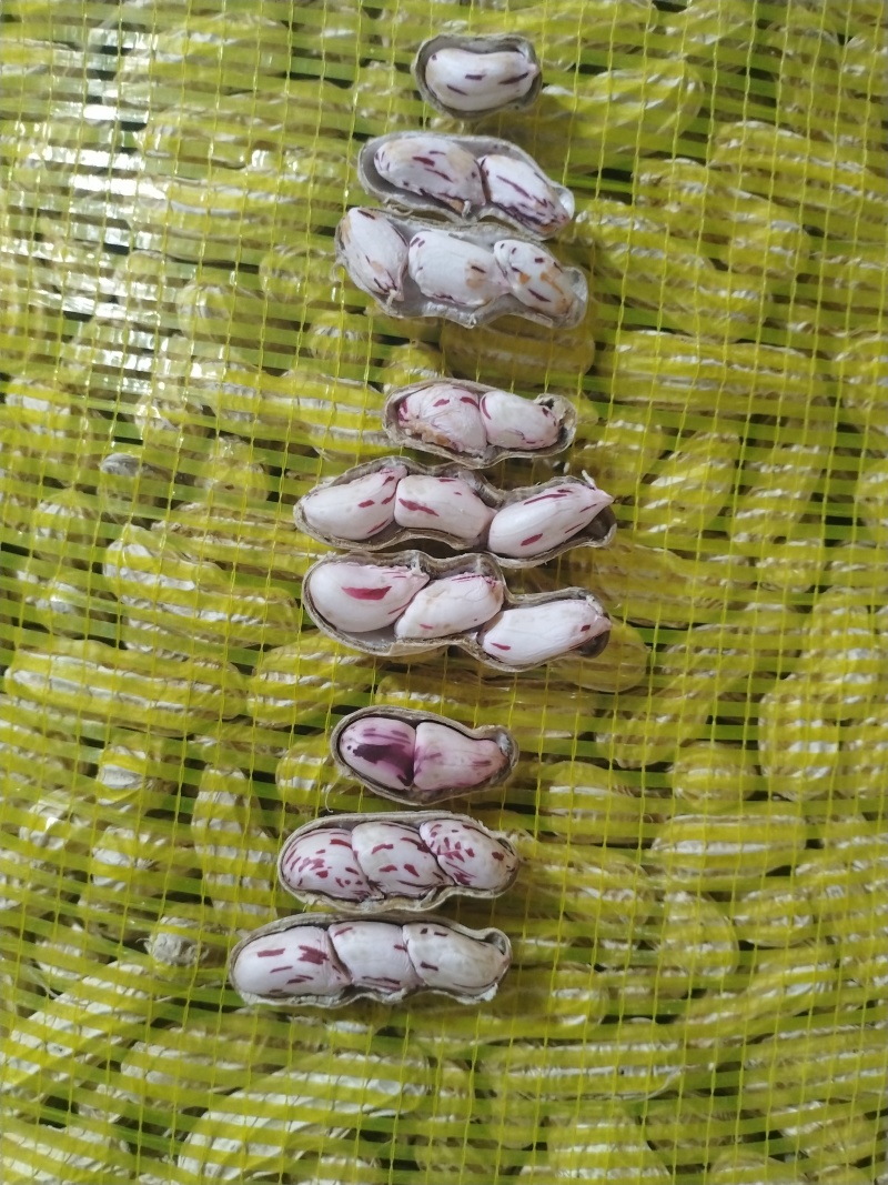 七彩花生源头货源！鲜花生、干花生、花生米批量供应