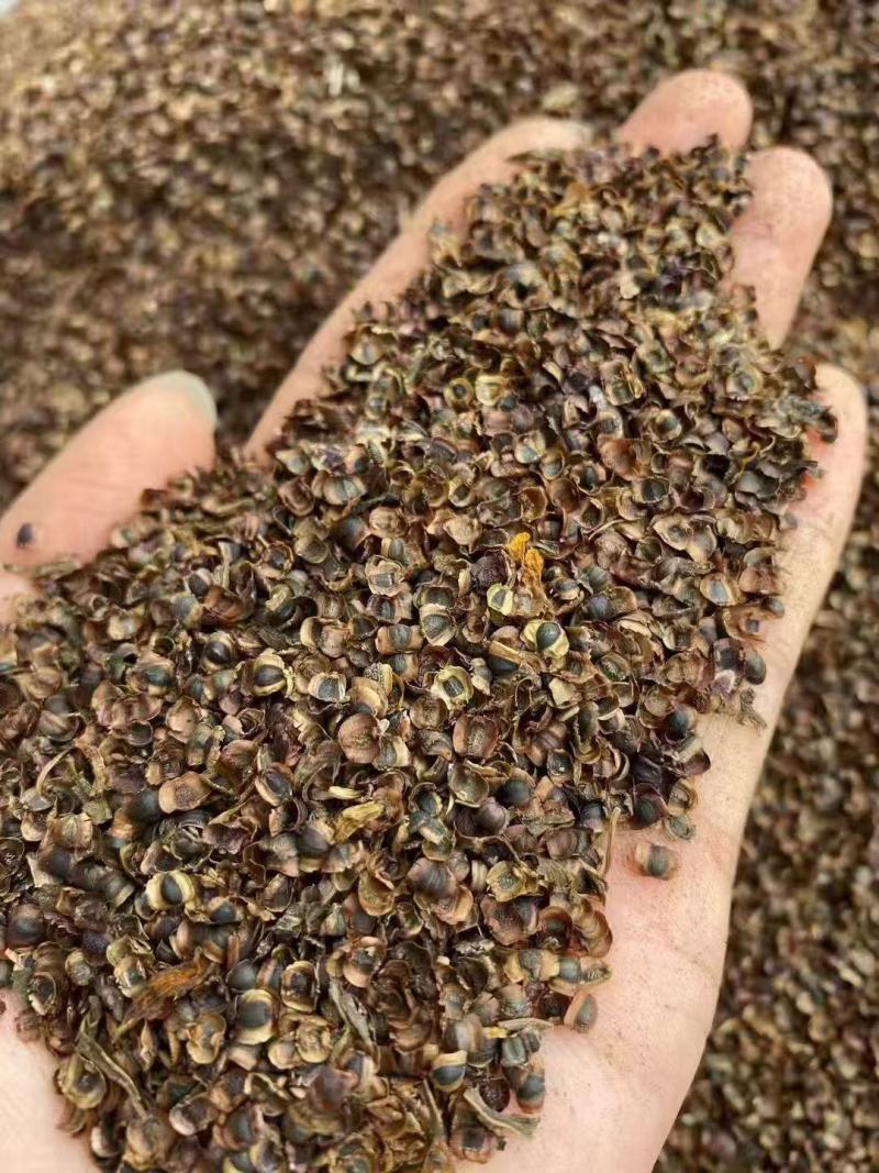 金鸡菊种子耐寒耐旱耐贫瘠绿化环境都适用