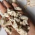 龙齿统货批发支持代发1000克龙齿