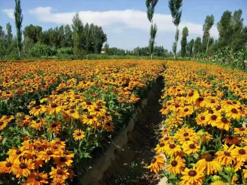黑心菊种子黑心菊种子花海道路美化小区庭院阳台种植