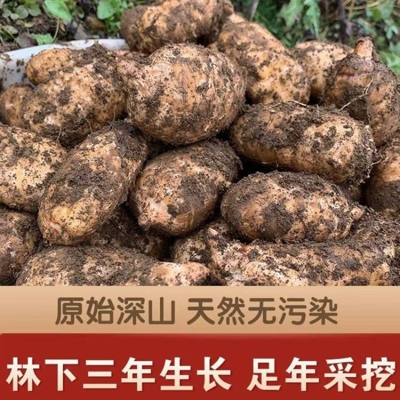 【源头批发】云南昭通原小草坝正宗一级乌天麻500斤起批