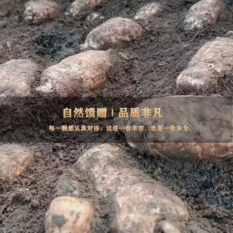 【源头批发】云南昭通原小草坝正宗一级乌天麻500斤起批