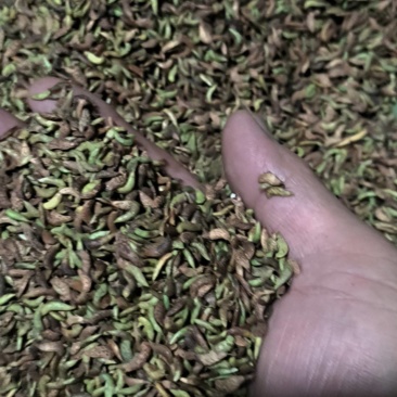出售鲜紫穗槐花种子