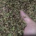 出售鲜紫穗槐花种子
