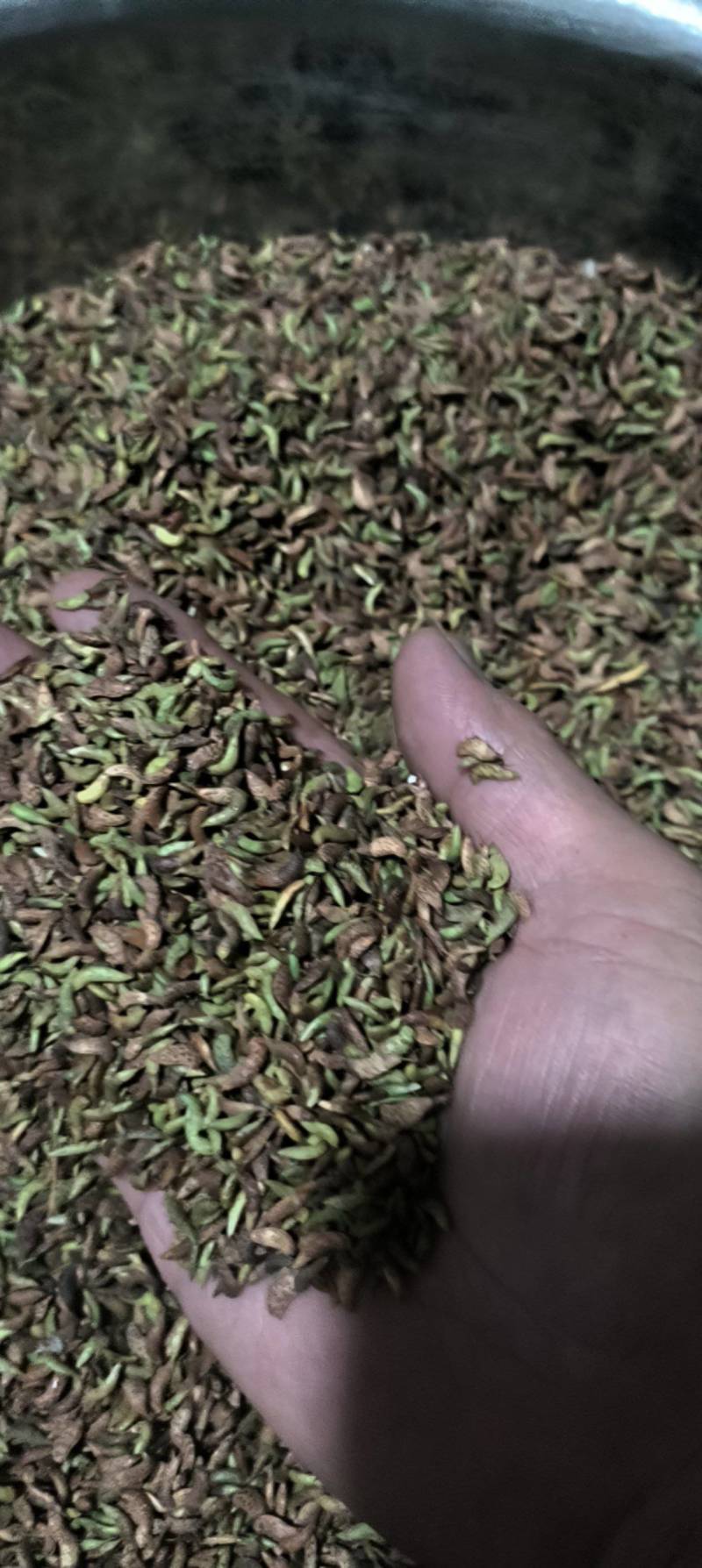 出售鲜紫穗槐花种子